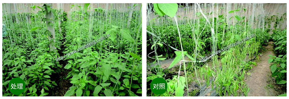 領先生物創(chuàng)新型生防菌劑熒保素應用案例 領先生物創(chuàng)新型生防菌劑熒保素應用案例
