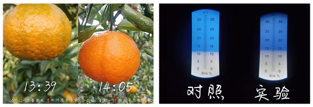 柯加力大量元素水溶肥應(yīng)用案例 柯加力大量元素水溶肥應(yīng)用案例